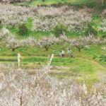 夢たちばな観梅会2020　九州の梅の三名園「八女 谷川梅林」で3万本の白梅を観賞できるイベント
