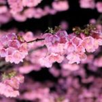 （開催中止）鷲塚公園桜まつり2020【久留米市荒木町】150本のサクラを400個の提灯がライトアップ
