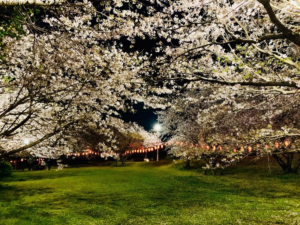 岡山公園(八女市)の桜をご紹介