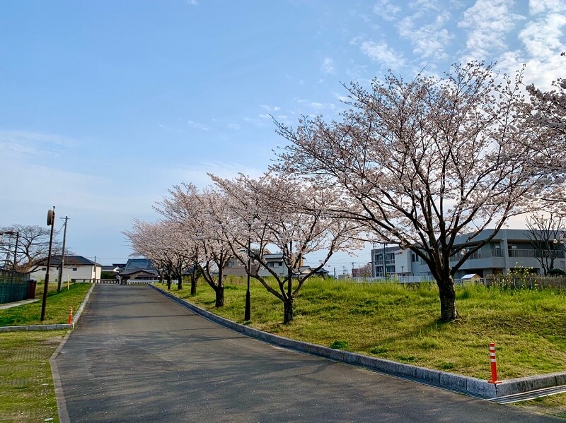 【花見スポット】市民の森公園テニスコート(筑後市)の桜をご紹介