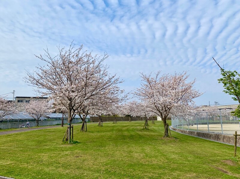 筑後市内のちょっと「桜スポット」まとめ