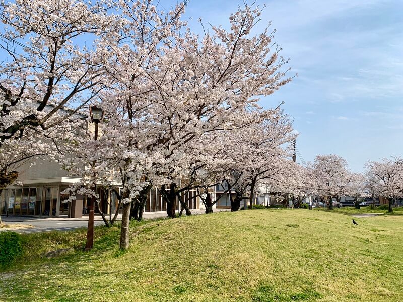 八女公園(八女市)の桜をご紹介