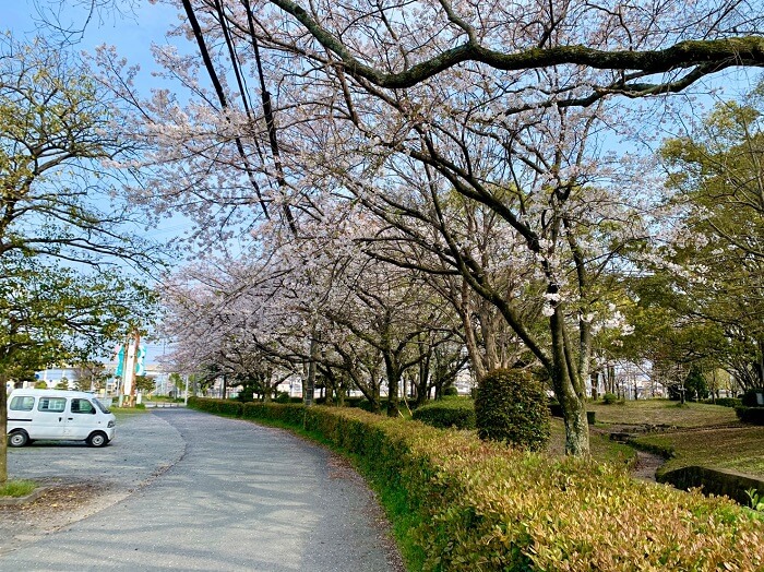 【花見スポット】窓ヶ原公園(筑後市)の桜をご紹介