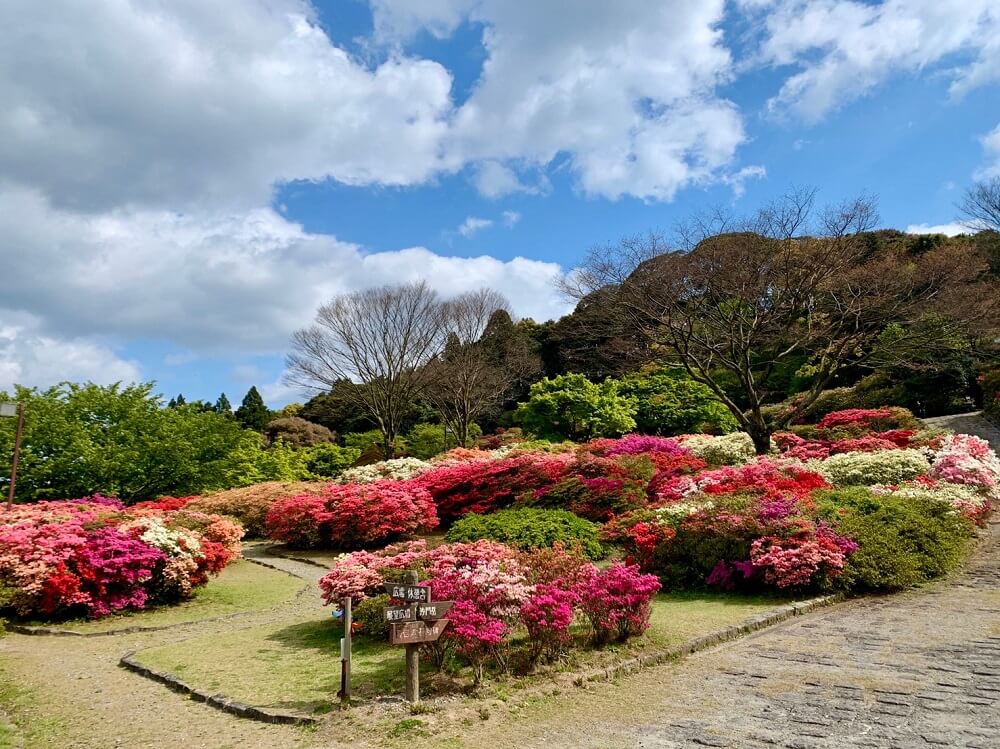 久留米森林つつじ公園 今が見ごろの感動的で綺麗なつつじ