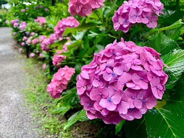 千光寺 あじさい寺 久留米 7000株の紫陽花は圧巻 筑後いこい