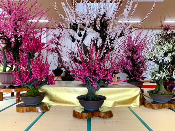 お座敷盆梅 梅花園(ばいかえん) 百畳敷きの大座敷に飾られた‟豪華な梅”が見頃です【みやま市】