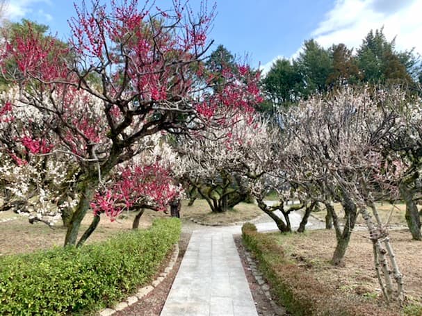 梅林寺外苑(ばいりんじがいえん)に観梅へ 約30種500本の梅の花が見頃を迎える