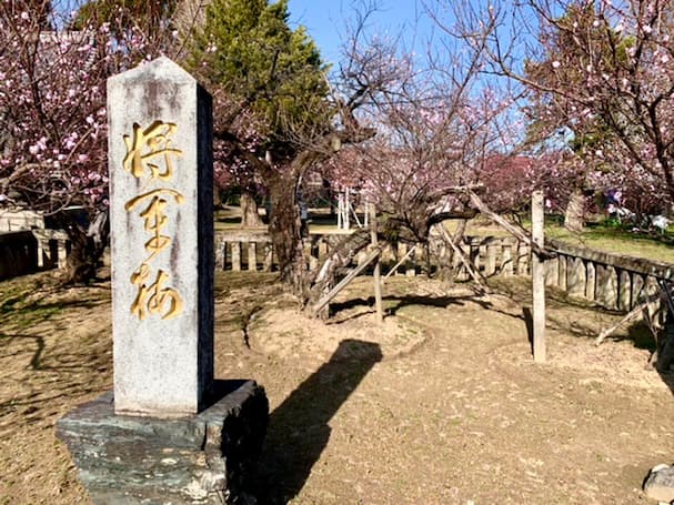宮ノ陣神社の樹齢600年以上になる将軍梅を観梅して来ました!【久留米市】