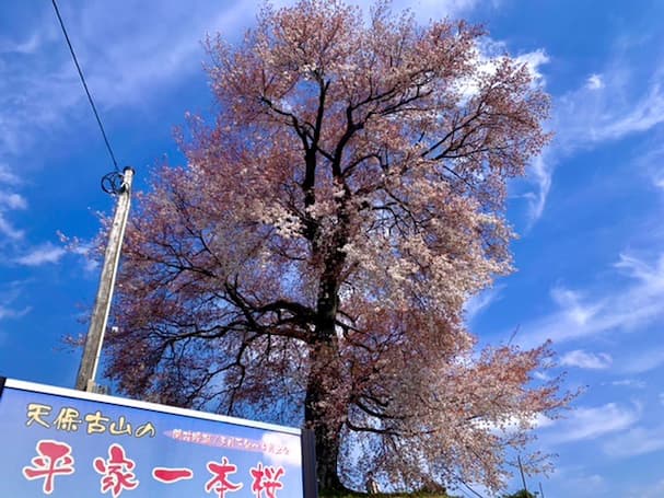 平家一本桜【みやま市】平家ゆかりの地を見守る樹齢250年の大樹