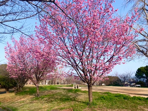 鷲塚公園の陽光桜が一足先に見頃!桜まつりは今年も中止に【久留米市荒木町】