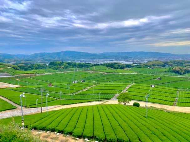 八女中央大茶園 新茶の季節到来 展望所から見る広大な茶畑の美しさに酔いしれる 筑後いこい