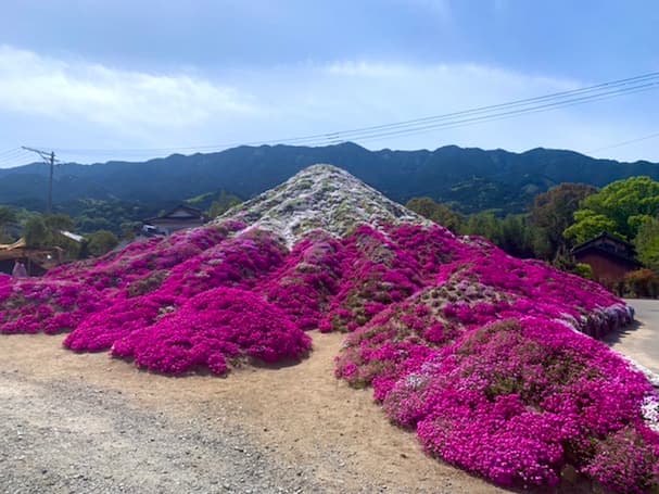 田主丸町の「芝桜富士」 色鮮やかに彩られた富士のスケールが凄い【見ごろの春花】