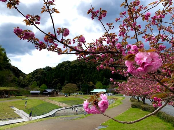 「一ノ瀬親水公園」のサトザクラが見頃を迎えています【久留米市】