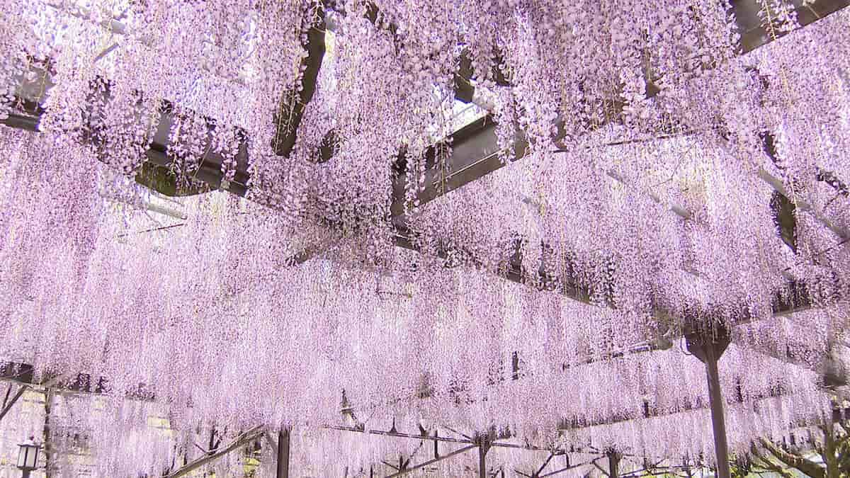 【6月6日放送】八女市黒木町　ゆれる紫！藤の花の咲く町で「新 窓をあけて九州」