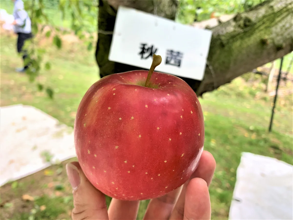 佐賀の「まるじゅんリンゴ園」でりんご狩りしてお腹いっぱい食べてアップルパイも堪能してきたよ（佐賀市三瀬村）