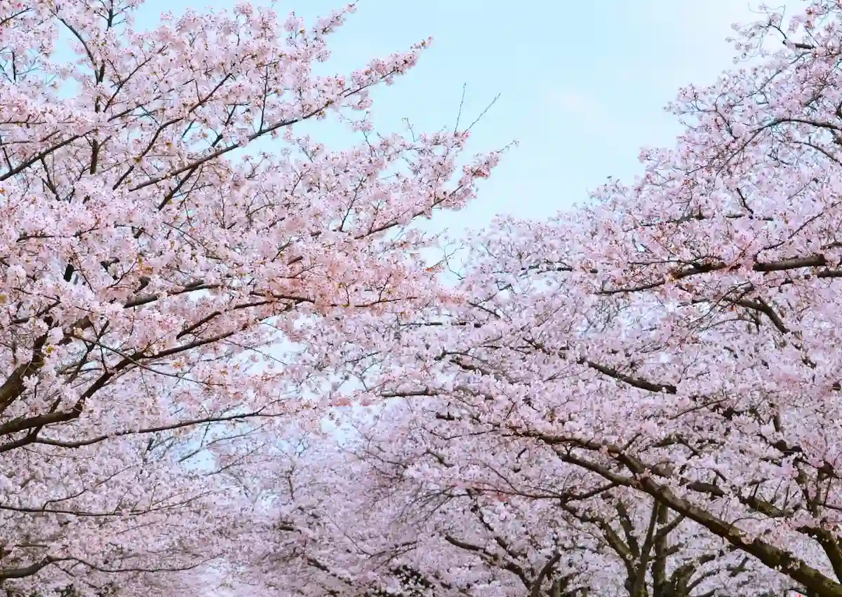 全国の「桜が絶景のスポットランキングTOP10」に筑後地区のアソコがランクインしてる！
