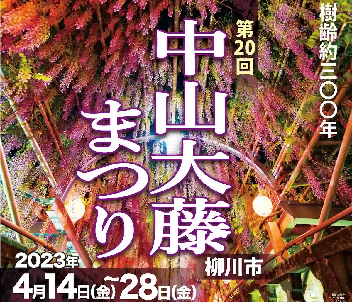 中山大藤まつり2023　4月14日～28日まで開催　樹齢300年の大藤が会場中を藤の香りで包む（柳川市）