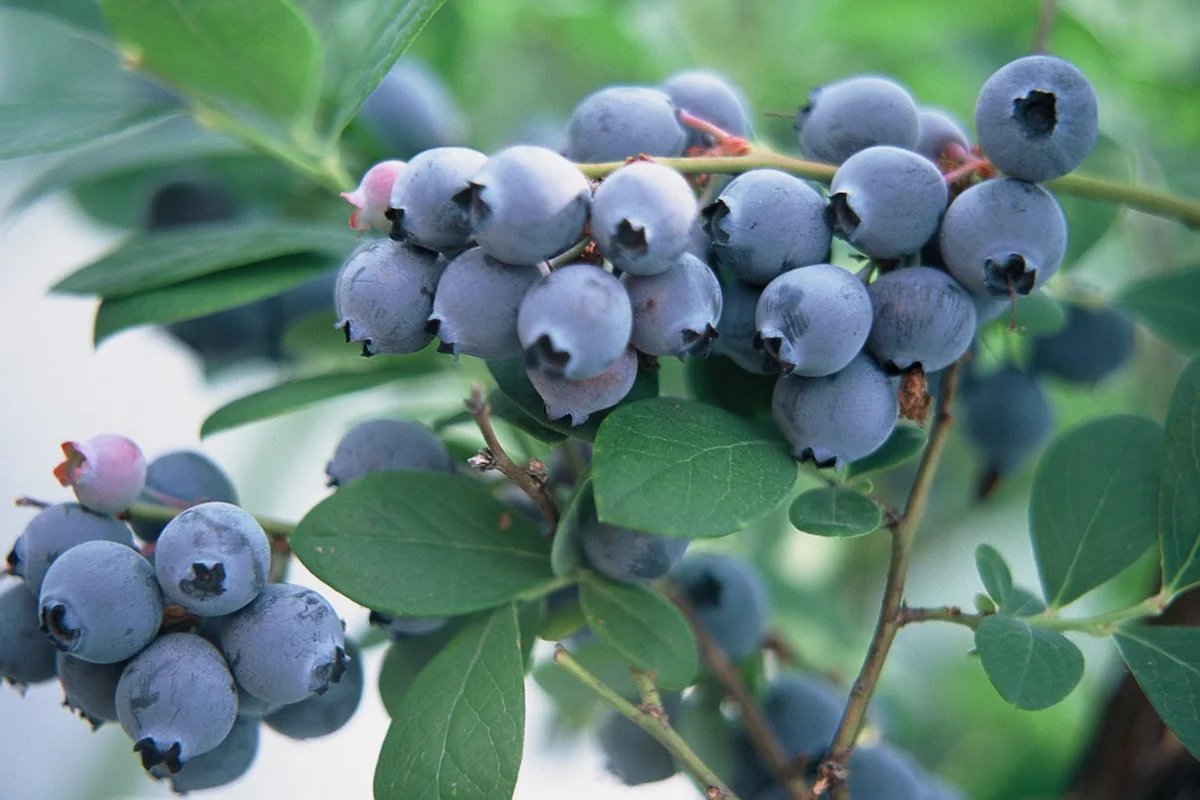 久留米で「ブルーベリー狩り」7月1日～8月27日開催　約10種類約４千本のブルーベリーを栽培