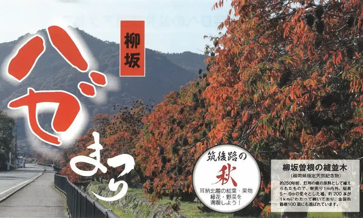 「柳坂ハゼ祭り2023」11月18日より開催　新・日本街路樹100景のハゼ並木を1.2㎞にわたって観覧できる！