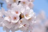 福岡で桜が開花！満開は1週間から10日後の見込み