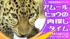 アムールヒョウの肉探しタイム　大牟田市動物園で大型連休特別イベント開催！