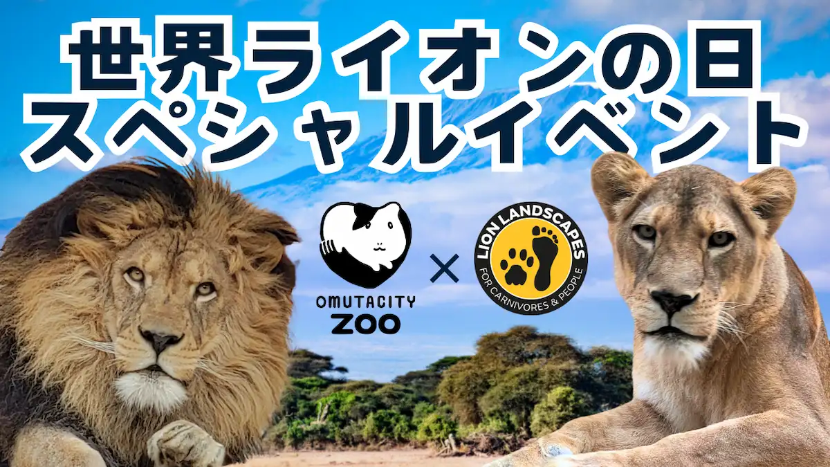 大牟田市動物園「世界ライオンの日スペシャルイベント」