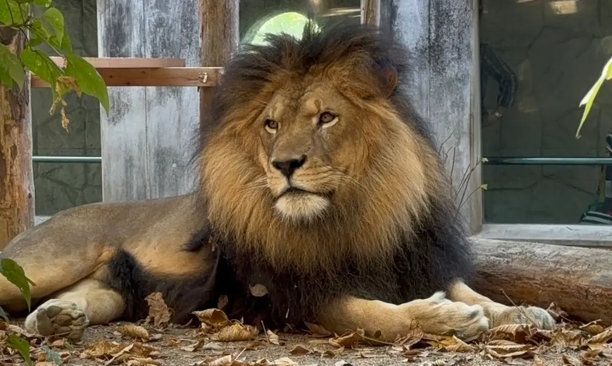 大牟田市動物園「世界ライオンの日スペシャルイベント」