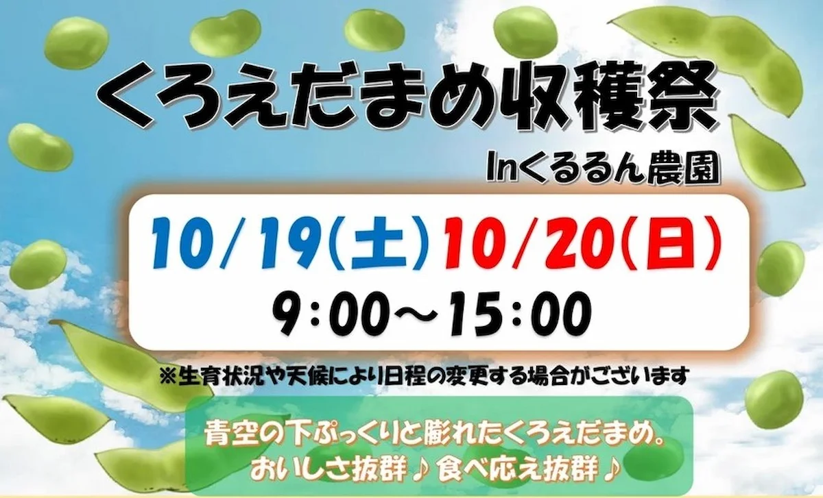 道の駅おおきで「くろえだまめ収穫祭2024」開催　青空の下でぷっくらと膨れた黒枝豆は美味しさ抜群！