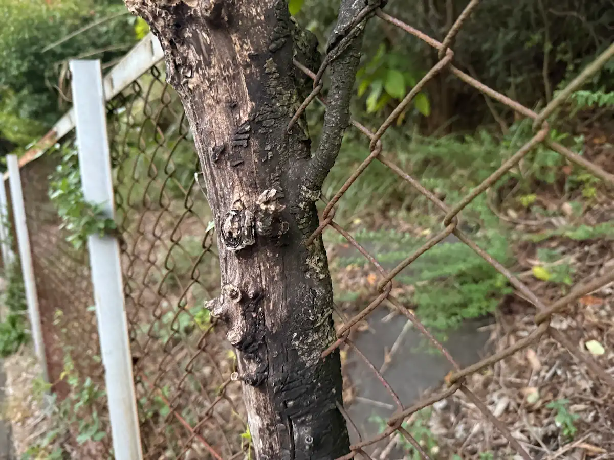 広川町の木と金網