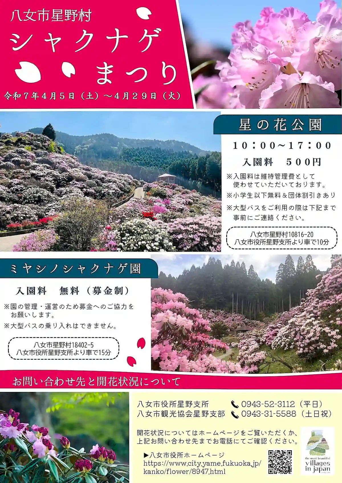 八女市星野村シャクナゲまつり　大自然の中に美しく咲き誇るシャクナゲ！星野村のおススメスポットも