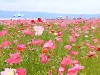 「あじさかポピー祭り2025」小郡市の田園地帯に約100万本の花の絨毯が広がる！地元野菜やキッチンカー販売も