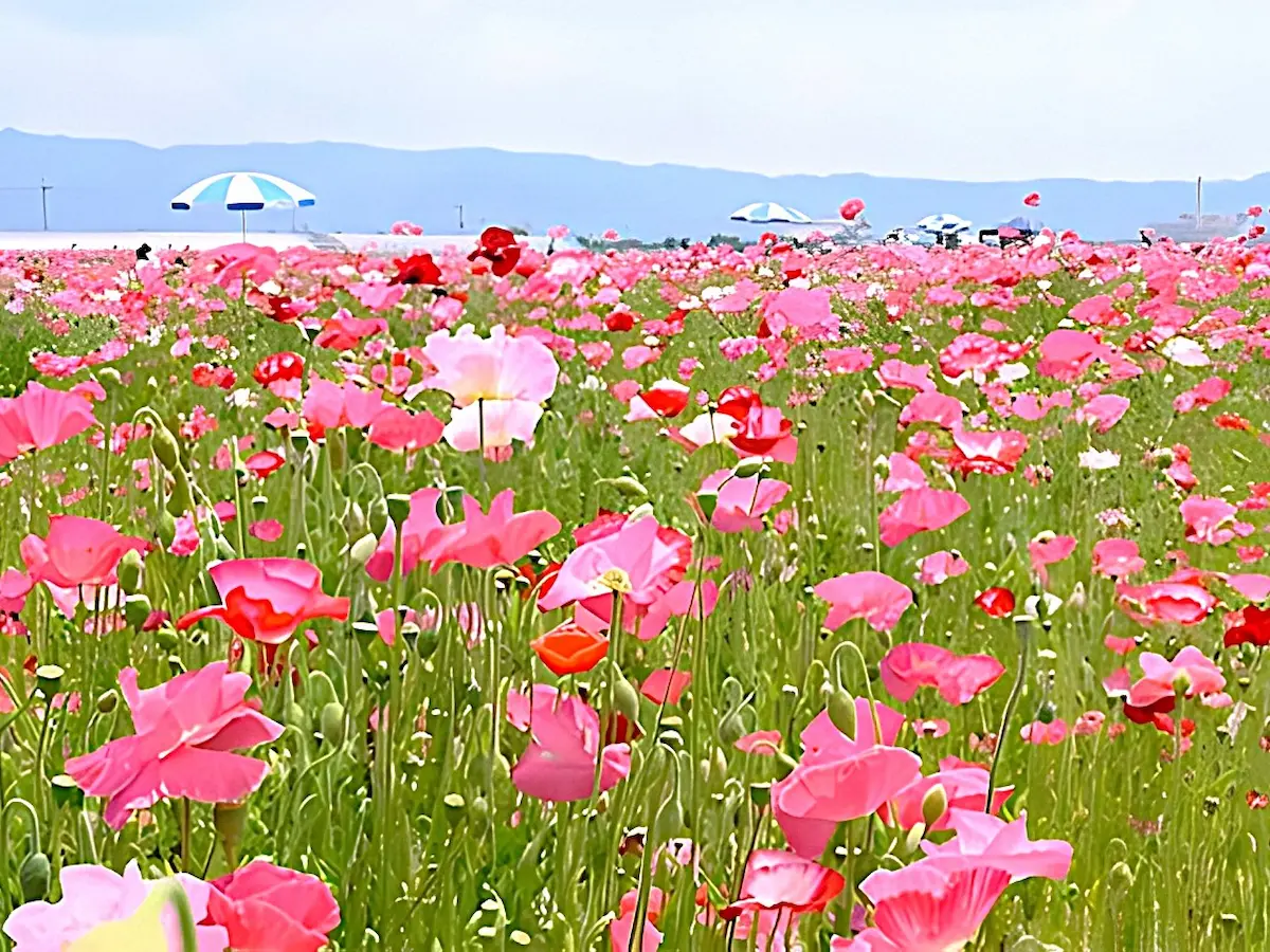 「あじさかポピー祭り2025」小郡市の田園地帯に約100万本の花の絨毯が広がる!地元野菜やキッチンカー販売も