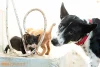 福岡県で唯一「動物ペット科」のある県立高校が筑後地方にあるけどそれはどこ？（ちっごクイズ）