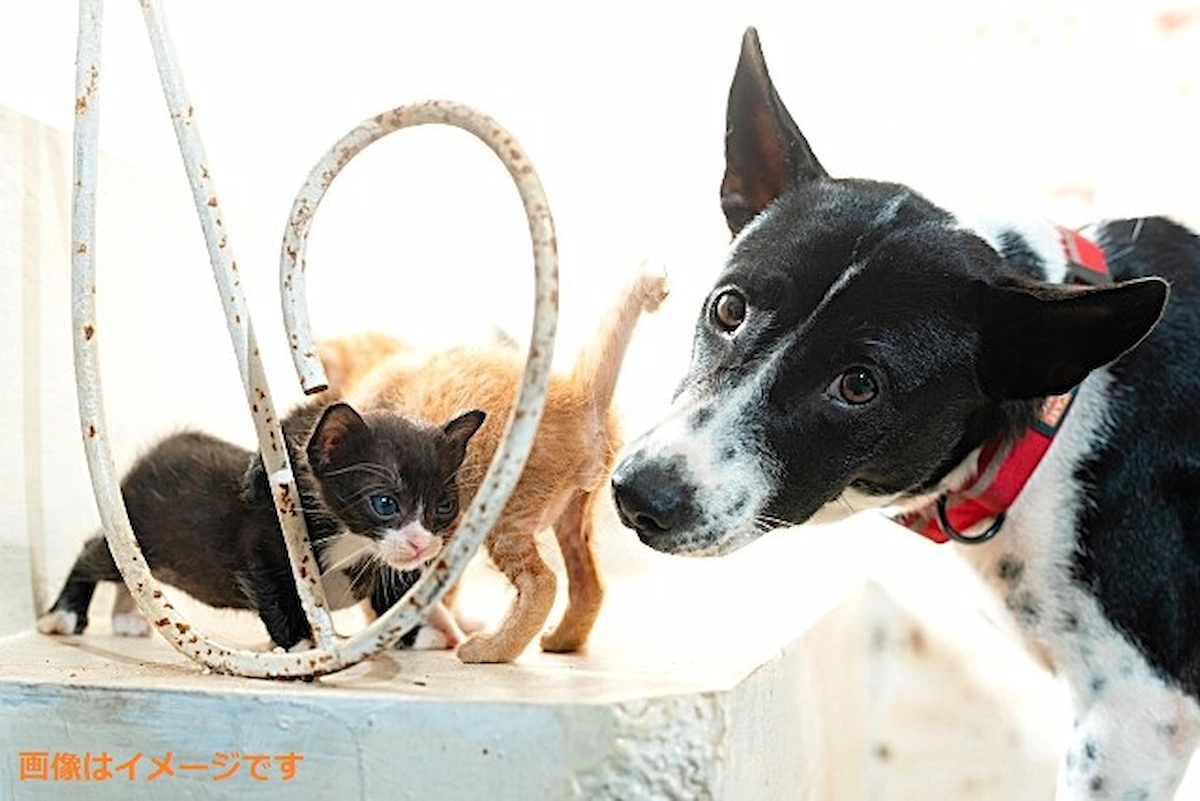福岡県で唯一「動物ペット科」のある県立高校が筑後地方にあるけどそれはどこ?(ちっごクイズ)
