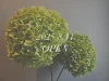 「Le Lien」が8月11日にオープンするみたい。八女市の花屋さん
