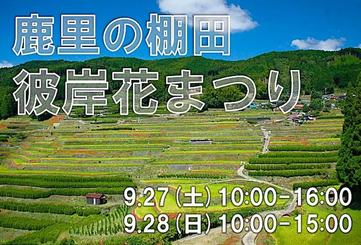 八女市「鹿里（ろくり）の棚田彼岸花まつり2025」　棚田のあぜいっぱいに彼岸花が咲き誇る！