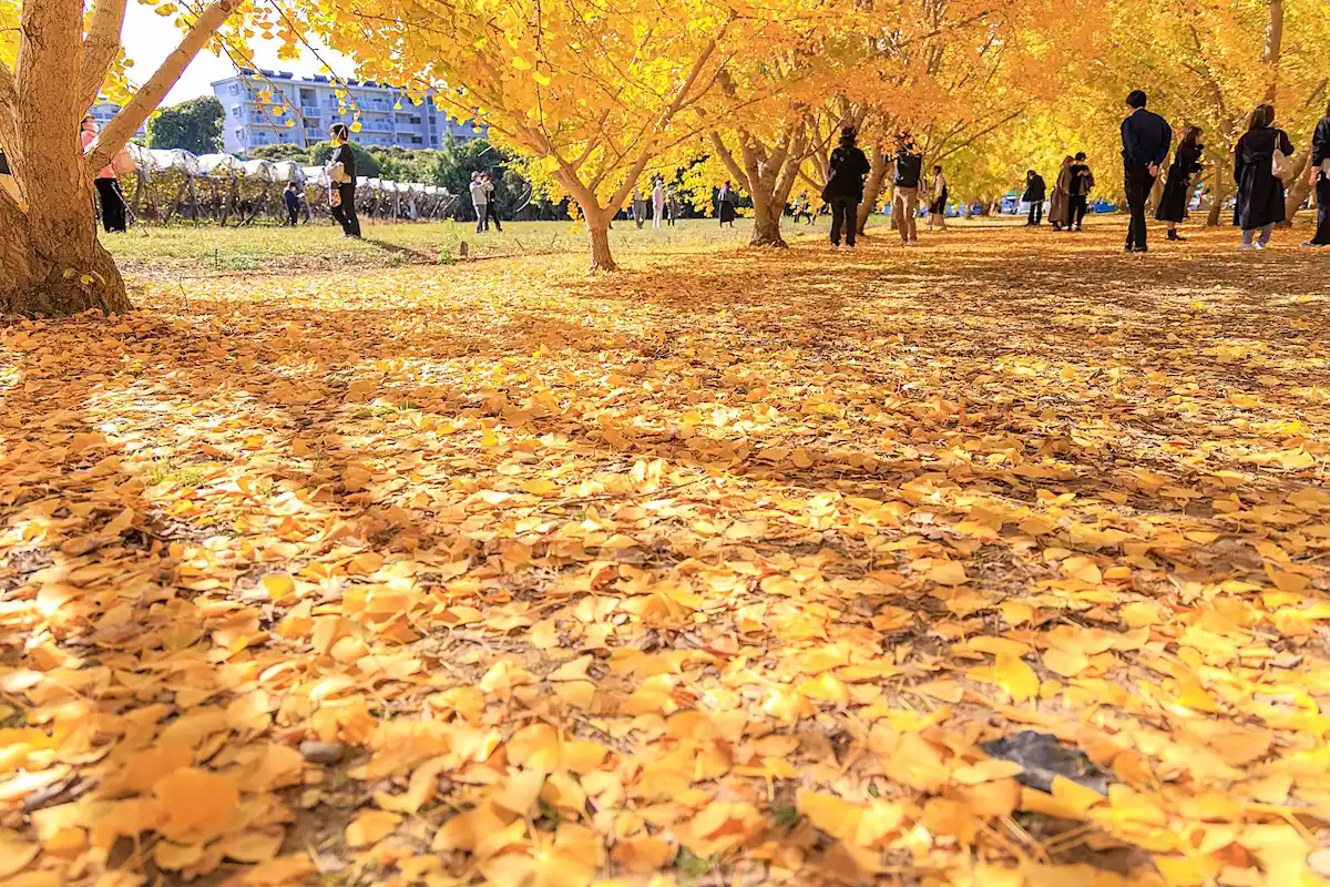 11/8放送の「ちょっと福岡行ってきました」でフジモン&ナダルが訪れた広川町のグルメ店はどこ?(ちっごクイズ)