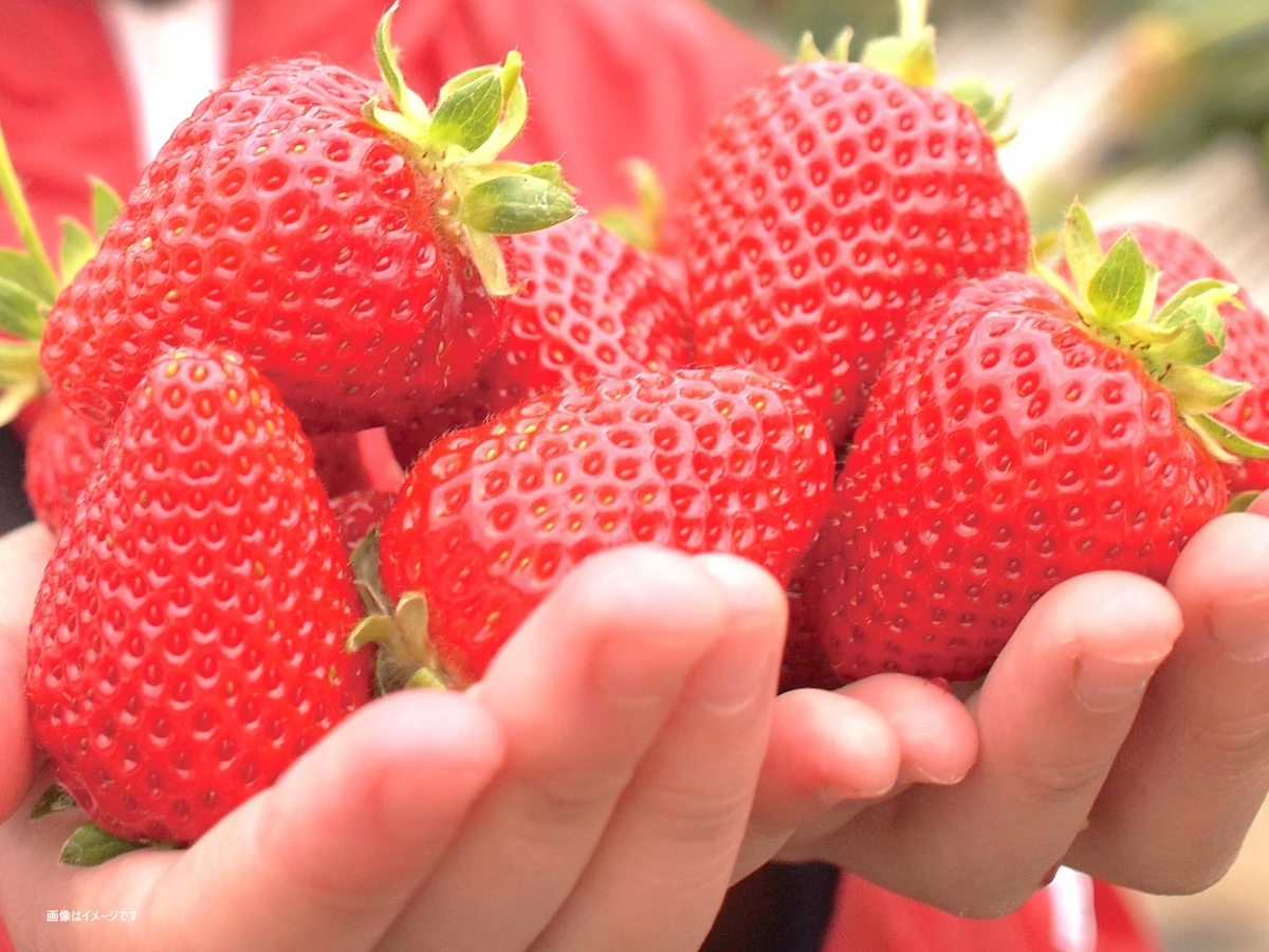 福岡県で誕生して筑後地方でも多く栽培されている「あまおう」の正式な品種名は次のうちどれ?(ちっごクイズ)