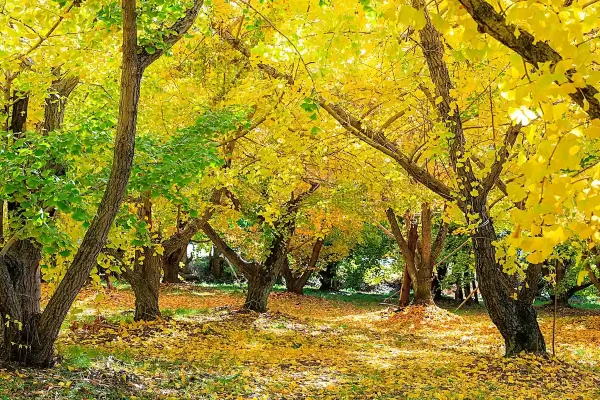 「太原のイチョウ2025」広川町のイチョウ並木が黄金色に染まる圧巻の光景！