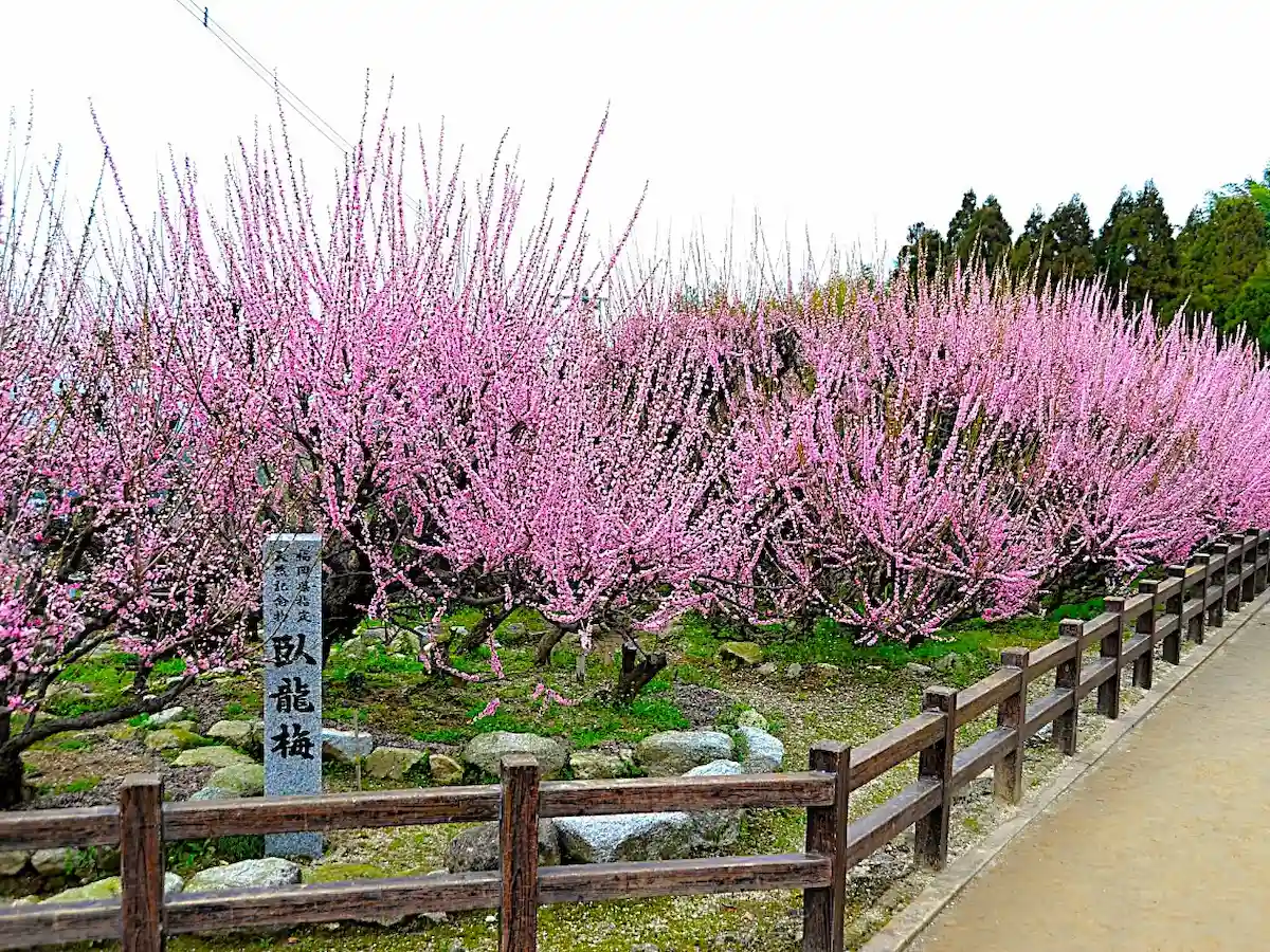 普光寺「臥龍梅」　樹齢500年以上の紅梅が見事な花を咲かせる！大牟田市を一望できる梅の名所
