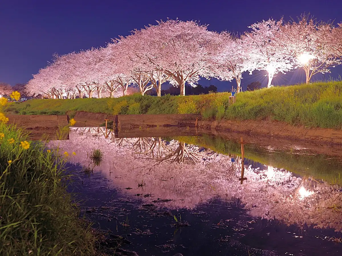 いよいよ桜が満開に!福岡県の「花見の名所」15選に筑後地方から2カ所選出されてる(2026年3月)