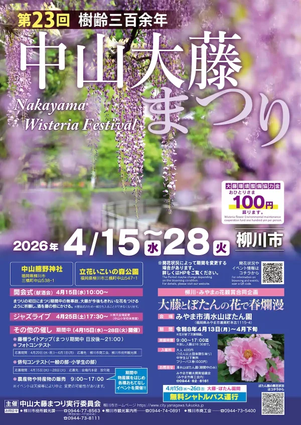 柳川市「中山大藤まつり2026」　樹齢約300年の大藤が会場中を藤の香りで包み込む！
