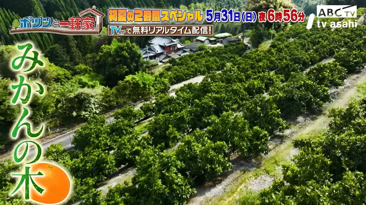 【みやま市】福岡県特産の山川みかんを育てる夫婦が登場!「ポツンと一軒家」5月31日放送