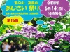 「宝の山高良山あじさい祭り2026」約400株のあじさいが見ごろに！美味しいものもたくさん（久留米市）