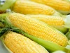 「干拓育ちのスイートコーン収穫体験・販売会2026」あま～いスイートコーンが1本200円！（柳川市）