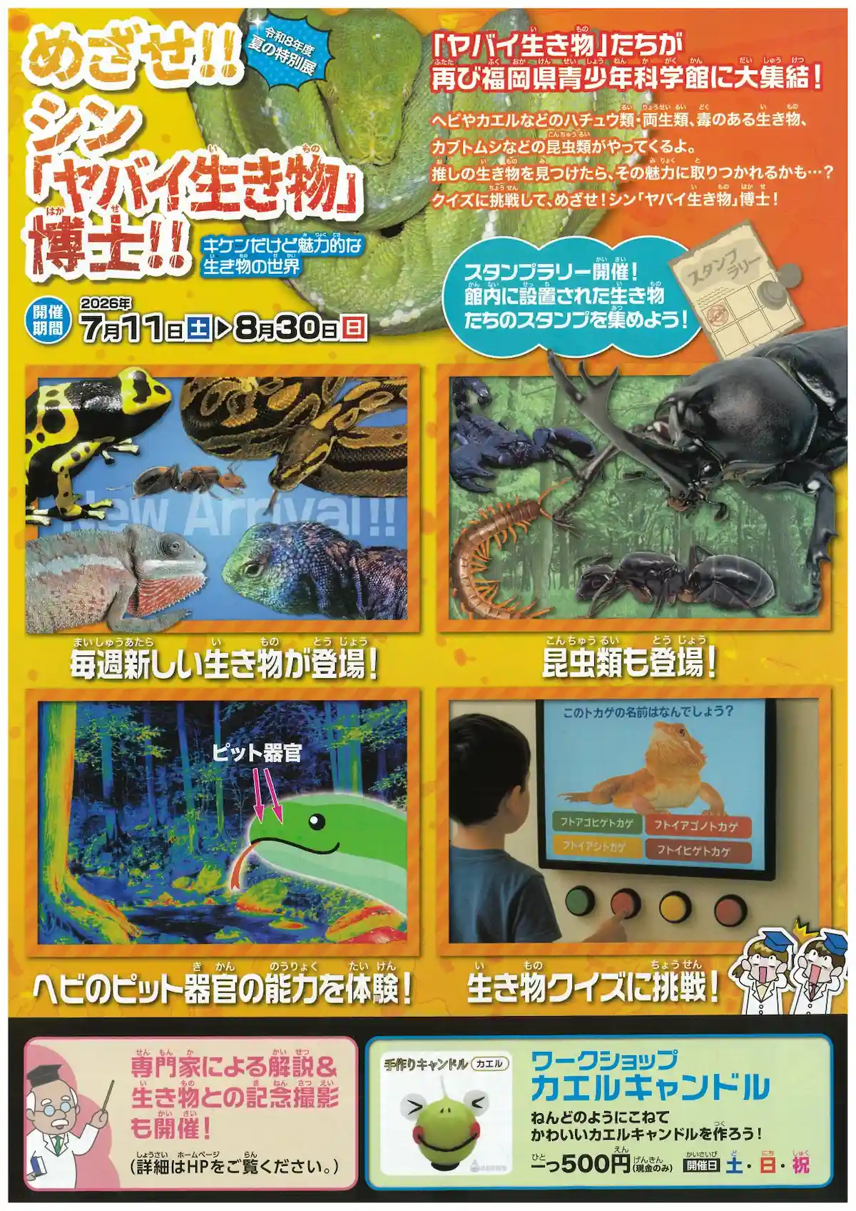 『めざせ!!シン「ヤバイ生き物」博士~キケンだけど魅力的な生き物の世界~』の内容