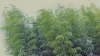 筑後地方で竜巻など激しい突風のおそれ　落雷やひょう、急な強い雨にも注意を（7月5日）