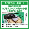 「カブトムシ・クワガタ展2026」8月開催!世界中の珍しいカブトムシやクワガタムシがやって来る(久留米市)