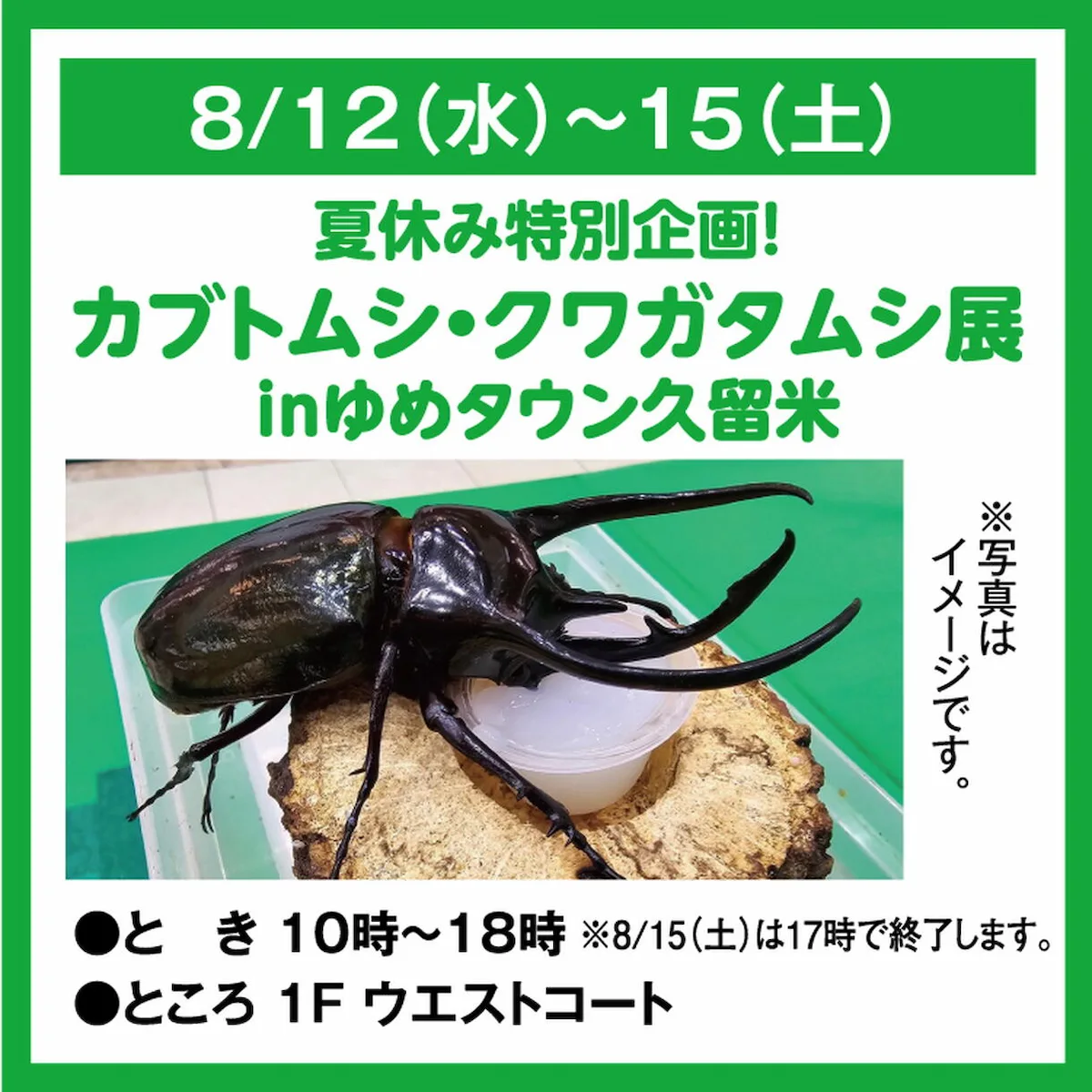 「カブトムシ・クワガタ展2026」8月開催!世界中の珍しいカブトムシやクワガタムシがやって来る(久留米市)