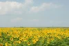 「おおむたのひまわり園」が開園！広大な敷地に咲き誇るひまわりを楽しめる（大牟田市）